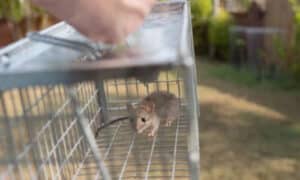 Animali infestanti