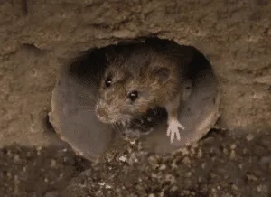 Aspetti peculiari dei Roditori