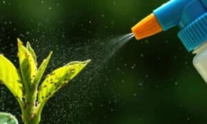 Ci possono essere varie specie che occasionalmente invadono le strutture senza causare danni significativi