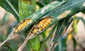 Derrate alimentari