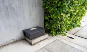 Gestione infestazioni roditori