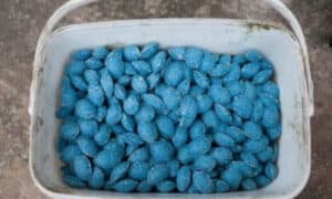 Gestione proattiva della presenza di roditori
