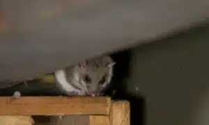 Il ratto grigio, in particolare, rappresenta una minaccia significativa