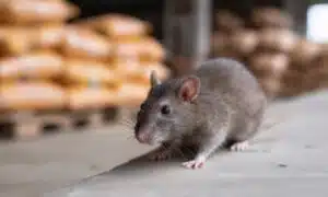 Impatto delle Trappole sul Benessere dei Roditori 