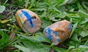 La sfida della bioinvasione in ambiente insulare