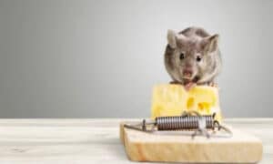 Meccanismi Ereditari e Risposte Fisiologiche ai Rodenticidi