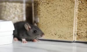 Monitoraggio dell’Intossicazione Secondaria nei Predatori