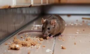 Problemi rilevati nel sistema di benessere tramite il mezzo di controllo