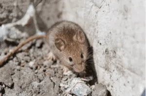 Ratto