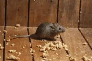 Ratto delle chiaviche