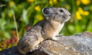 Ratto marrone