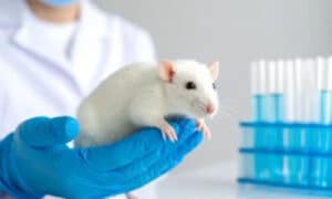 Ridurre il rischio infestazioni topi