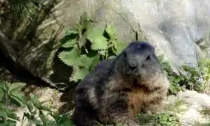 Roditore infestante