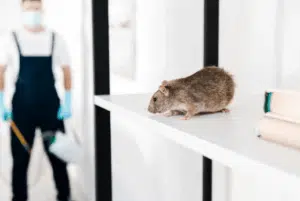 Topi e ratti