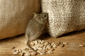 Topo, roditore dell'ordine dei Rodentia
