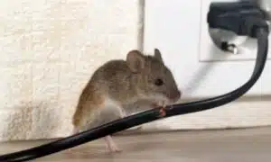 Topo domestico