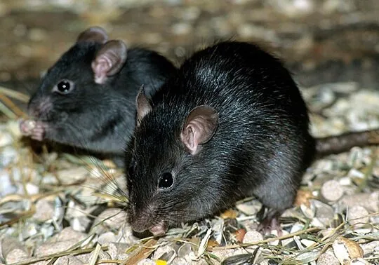 derattizzazione ratti neri