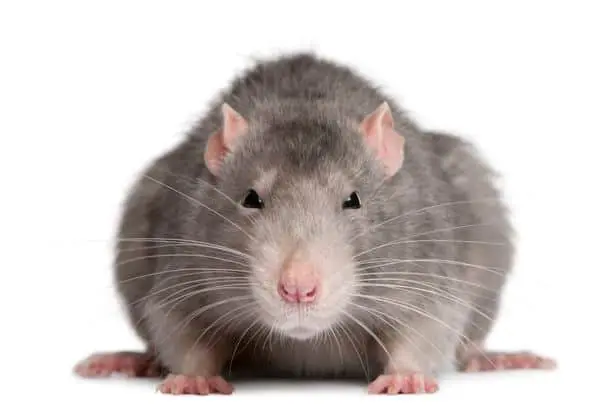 Ratto marrone