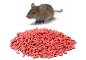 Cosa fanno i topi dopo aver mangiato il veleno?